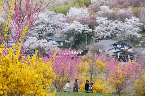 Fukushima Flower Festival: A Celebration of Music, Art, and Fujiko's Comeback!